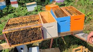 Splitting Colonies to make Overwintering Nucs - Our Process 2023