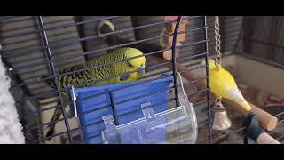 Budgie Supersonic Eating!