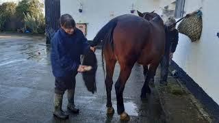 This is ISPCA rescued horse Minnie