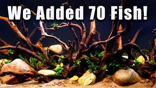 We Added 70 Fish to the 125 Gallon Giant Nano Aquarium!