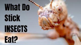 What do Stick Bugs Eat - What do Stick Insects Eat - What to Feed Stick Bugs