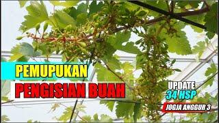 PEMUPUKAN PENGISIAN BUAH