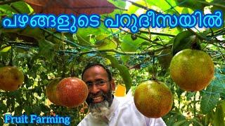 Fruits Farm | നാട്ടിൽ കൃഷി ചെയ്യാം | Davis Chiramel | Jobin magic world