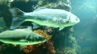 Aquarienhaus Tiergarten Zoo Schönbrunn Korallen Riff tropische bunte Fische Fisch Aquarium Anlage