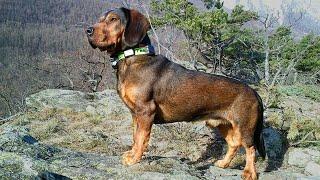 Alpine Dachsbracke || Alpine dachsbracke dog || Alpine dachsbracke facts