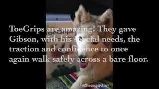 FiveSibes Huskies Review ToeGrips for Dogs