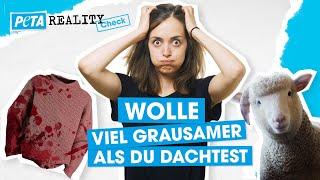 Wolle: So werden Schafe für deinen Wollpulli ausgebeutet | PETA Reality Check