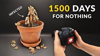 I Filmed plants for 1500 Days and Failed | Time-lapse compilation