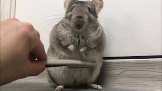 Chinchilla, angry while brushing (eng sub)