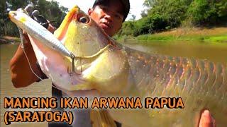 Kompilasi Strike Ikan Arwana Papua Bersama Mr. Gong Lei