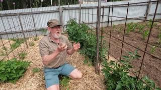 Tomato "Tips" - pruning and more!