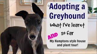 Adopting a Greyhound : what I've learnt so far