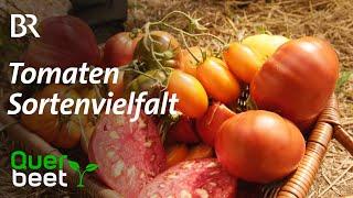 Sortenvielfalt bei Tomaten