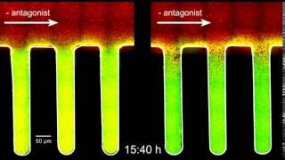 Watch Bacteria Turn Virulent