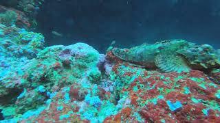 못생기고 위험한 고기(  ScorpionFish )