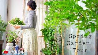 Spring Organic Garden Harvest.|| South Korean Spring Balcony Garden Tour.