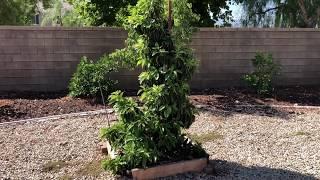 GEM, Reed and Sir Prize avocado tree updates... These trees Rock!