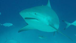 Bull Sharks Mexico, Playa Del Carmen