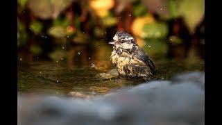 Wildlife Ponds and High Speed Photography