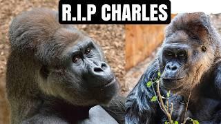 Remembering Charles: The Legendary Silverback Gorilla (1972-2024)