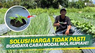 RAHASIA SUKSES TUMPANGSARI CABAI MODAL 0 RUPIAH ‼ UNTUNG MELIMPAH RUAH ‼