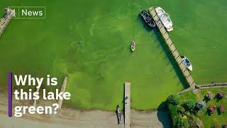 Lake Windermere - why swimmer health could be at risk in World Heritage waters