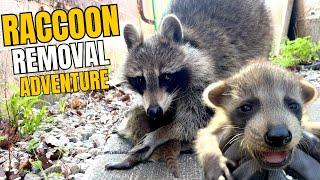 Raccoon Removal Adventure: Mom & Babies Under the Deck!