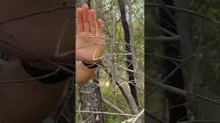 Can you see it?  Despite their enormous size, giant stick insects are incredibly well camouflaged