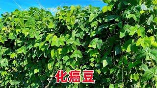 村里大娘家种植的“狗骨豆”，想不到价值很珍贵，很多人没见过