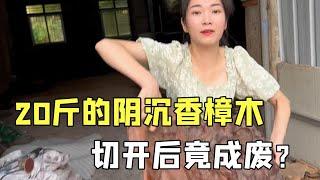 20斤的阴沉香樟木，据说香味十足浓烈，切开后瑶妹惊了【土家瑶妹】