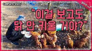 닭 키우면 생기는 놀라운 변화 TOP 5 당신의 전원 생활이 달라집니다 #첼리팜스토리