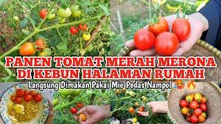 PANEN TOMAT MERAH MERONA  DI KEBUN HALAMAN RUMAH | LANGSUNG DIMAKAN PAKAI MIE PEDAS NAMPOL 