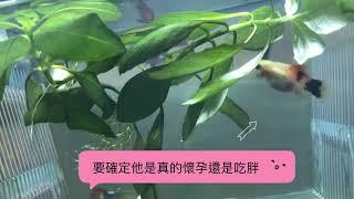 分辨米奇魚生產時間