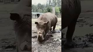 rhinoceros  , गेंडा ,  knowledge life , zoo safari , shorts video.