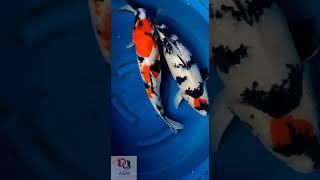 Showa big #fish koi #blitar #shorts