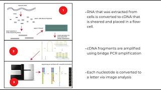 RNA-Seq: Introduction and Processing FASTQ files for analysis - Pine Biotech