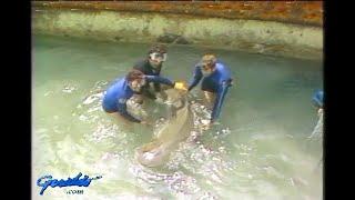 1983.  Sharks a profile; transporting them, swimming with them, shark attacks and victims