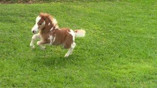 "SOLD" Miniature horse for sale - Dent Lucky Splasher - 2015 Foal