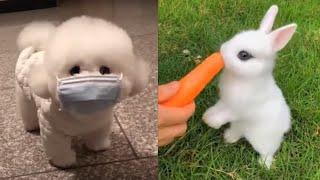 Super Cute Animals Video Compilation | 超级可爱的动物视频