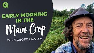 Early Morning in the Main Crop at Zaytuna Farm