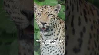 Why do Jaguars not Attack Humans? Would Jaguars Eat Humans?