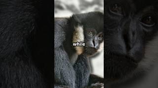 Go Ape-White Cheeked Gibbon Fun Facts! #animallover #cute #gibbon #gibbons