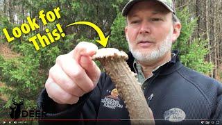 How to Read Shed Antlers for Deer Health and Habitat Clues