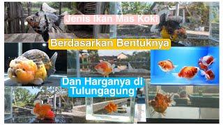 Jenis ikan mas Koki dan Harganya di petani Tulungagung