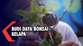 Melirik Budi Daya Bonsai Kelapa di Gorontalo