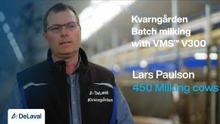 Batch milking with DeLaval VMS V300 at Kvarngården in Sweden