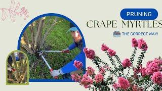 Pruning Crape Myrtles: The Correct Way