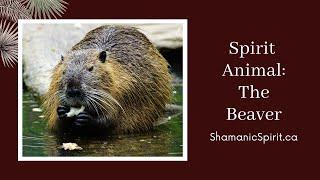 Animal Spirit Guide: The Beaver (Shamanic Power Animal). Beaver Symbolism