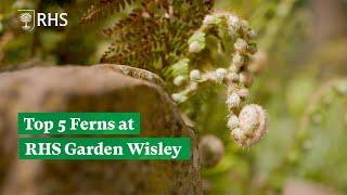 Top 5 Ferns at RHS Garden Wisley | The RHS