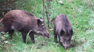 Wildschweine in der Rauschzeit - Wild boar in the frenzy